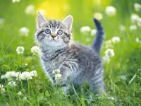 Kittens Jigsaw image