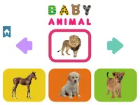 Baby Animal image