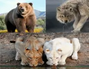 wildanimals