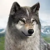 wolf